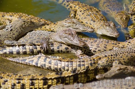 hermes crocodile farm cruelty|hermes crocodile farms australia.